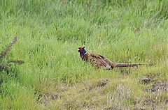 Ring-necked Pheasant